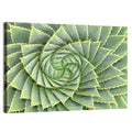 Spiral Aloe Close-up Wall Art
