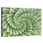 Spiral Aloe Close-up Wall Art