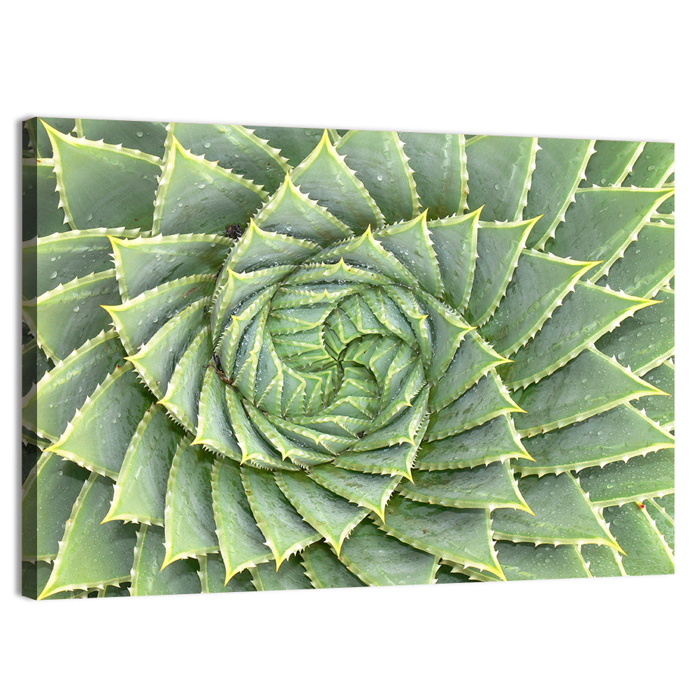 Spiral Aloe Close-up Wall Art