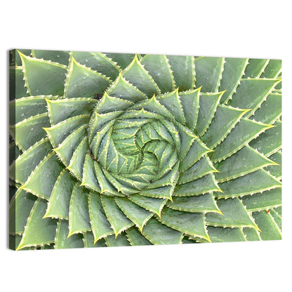 Spiral Aloe Close-up Wall Art