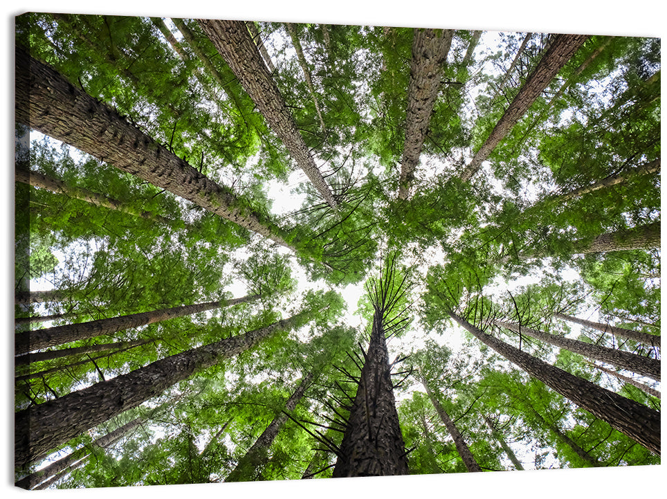 Redwood Forest Canopy Wall Art