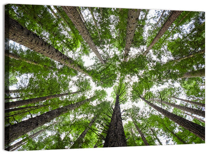 Redwood Forest Canopy Wall Art