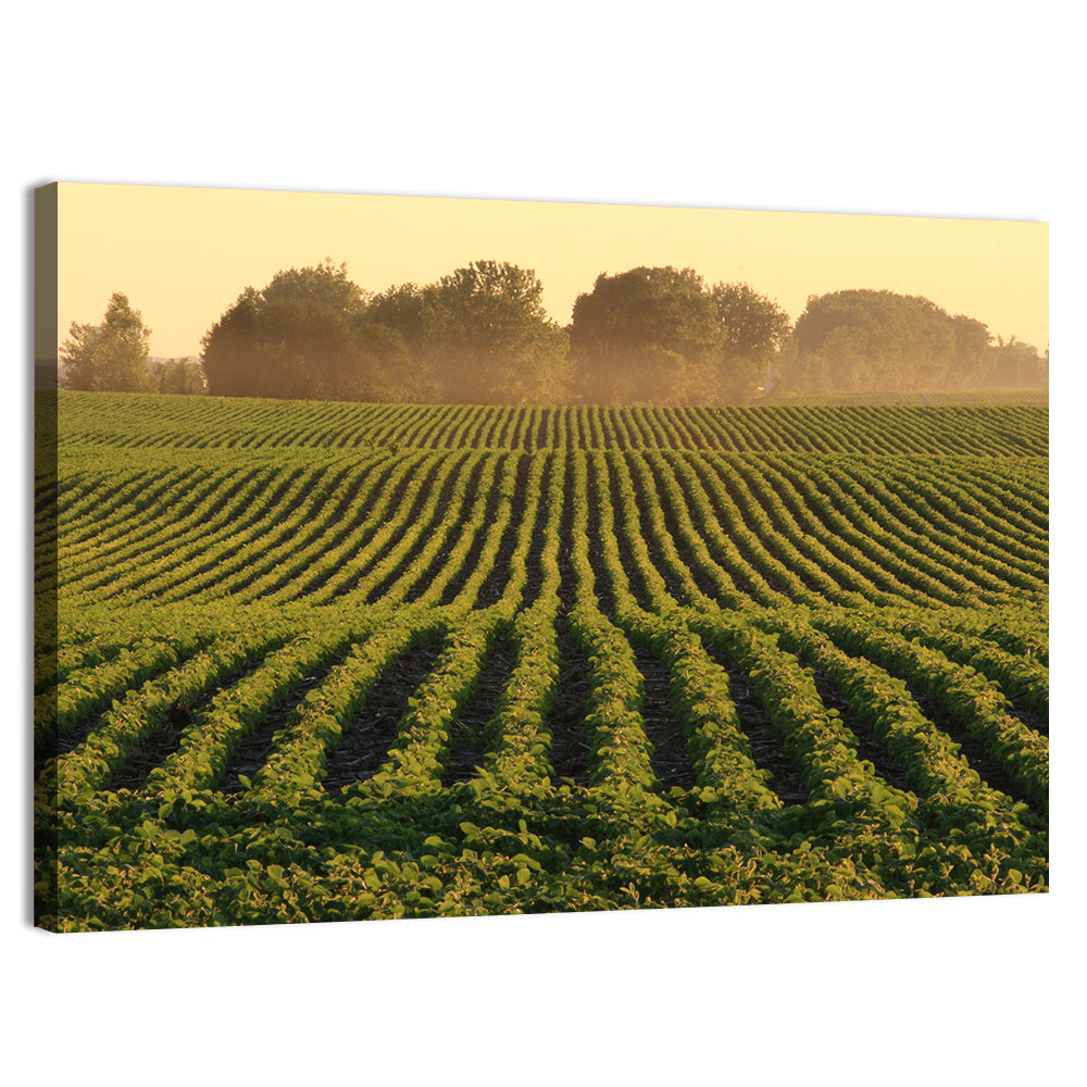 Misty Soybean Field at Dusk Wall Art