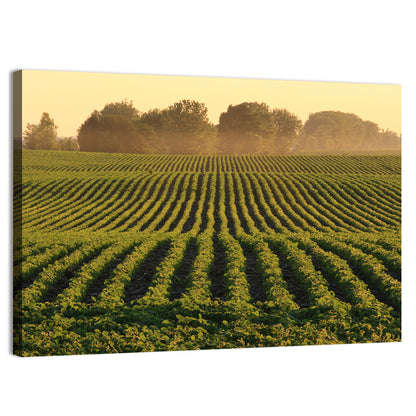 Misty Soybean Field at Dusk Wall Art