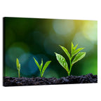 Seedling Growth Stages Wall Art