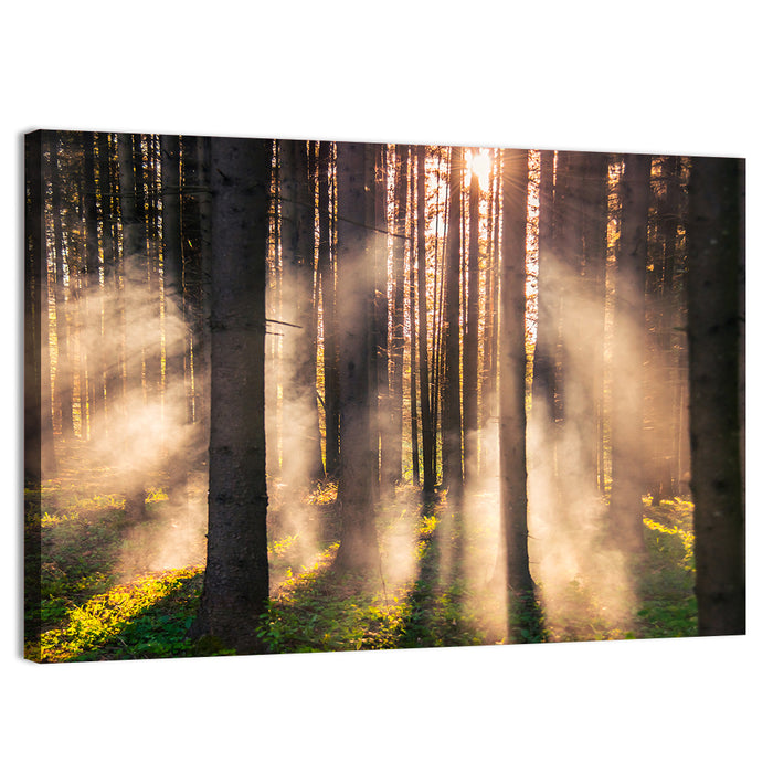 Sunrise Through Misty Forest Wall Art as a canvas print