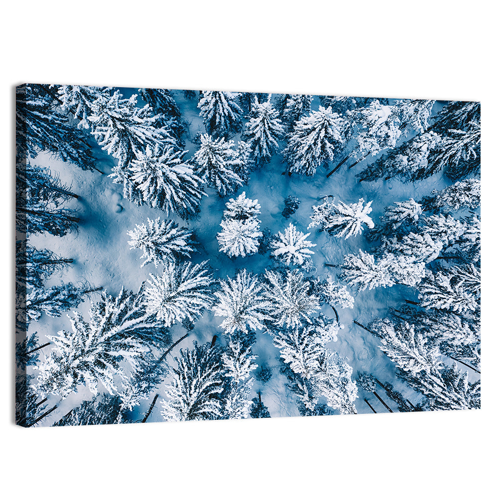 Aerial Snowy Evergreen Canopy Wall Art