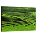 Lush Rice Terraces Wall Art