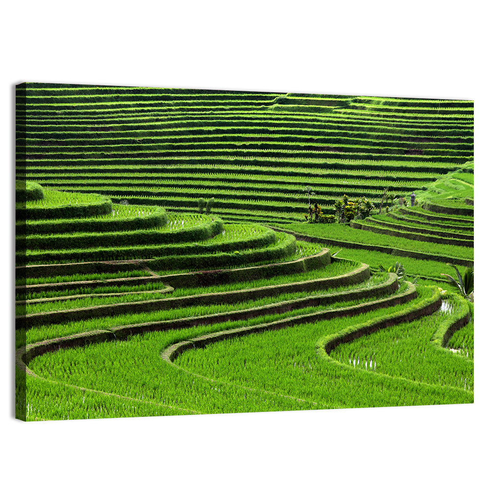 Lush Rice Terraces Wall Art