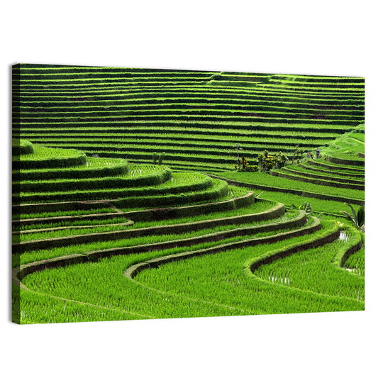 Lush Rice Terraces Wall Art
