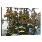 Lake Martin Cypress Swamp Wall Art