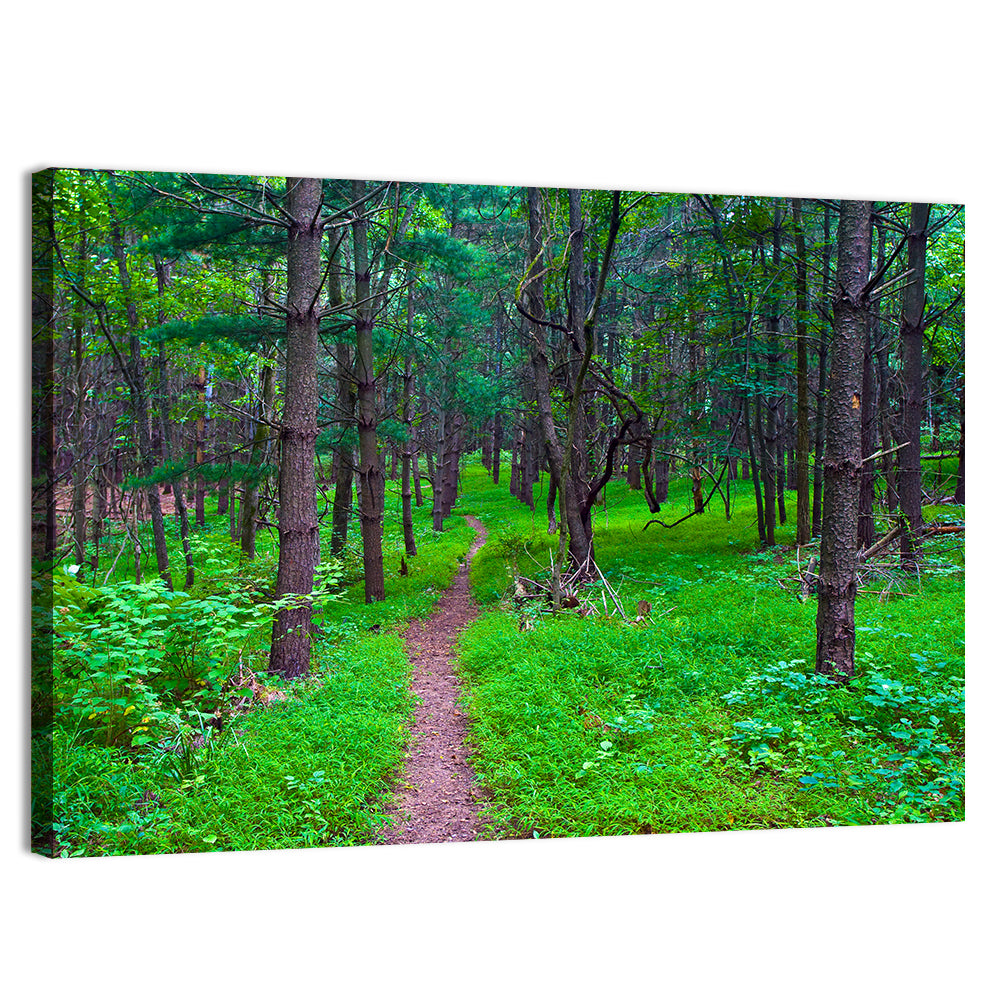 Lush Virginia Forest Trail Wall Art