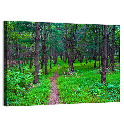 Lush Virginia Forest Trail Wall Art