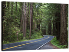 Winding Redwood Forest Road Wall Art