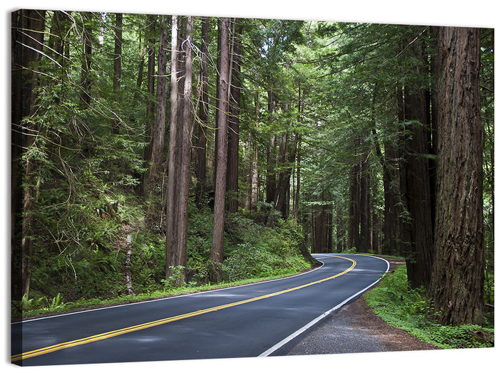 Winding Redwood Forest Road Wall Art as a canvas print