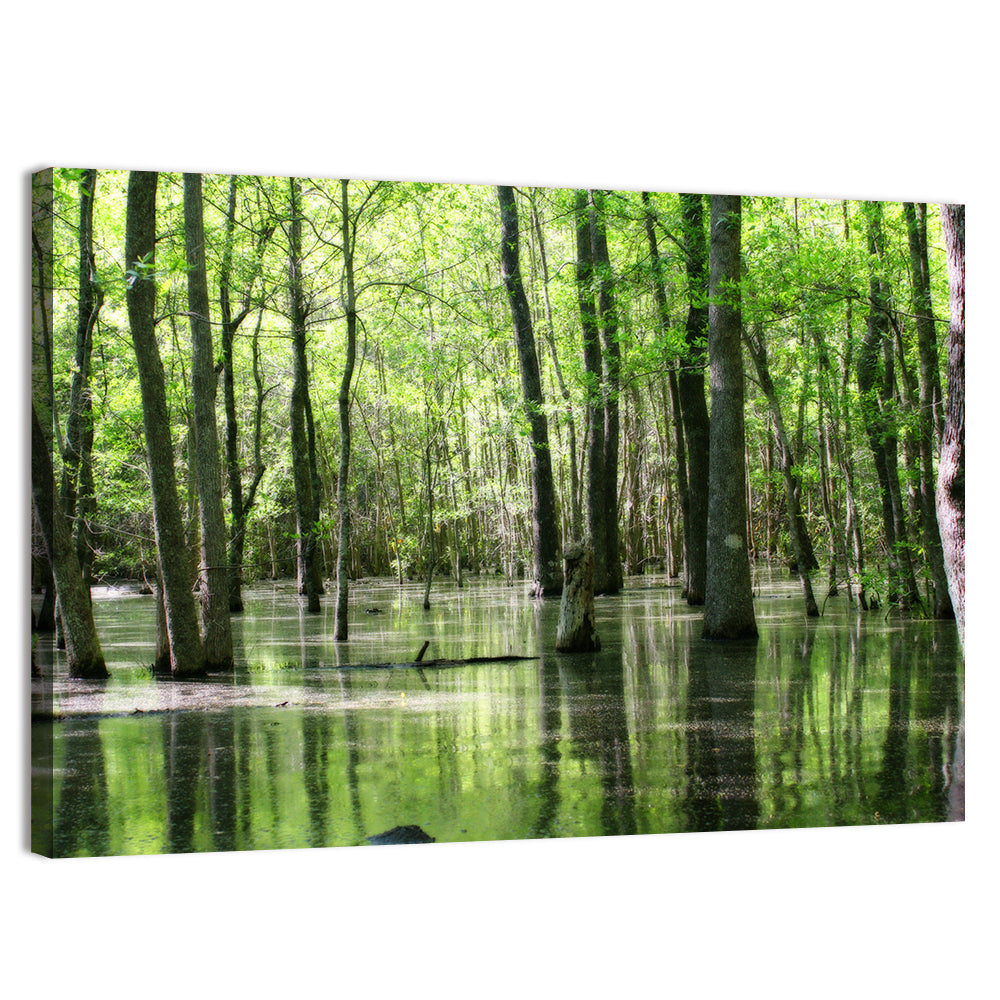 Sunlit Swamp Forest Wall Art, canvas print, landscape