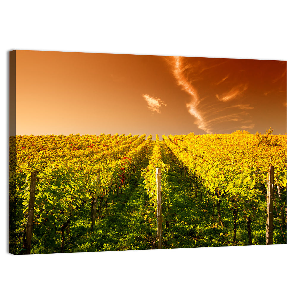 Golden Vineyard Sunset Wall Art, canvas print, landscape