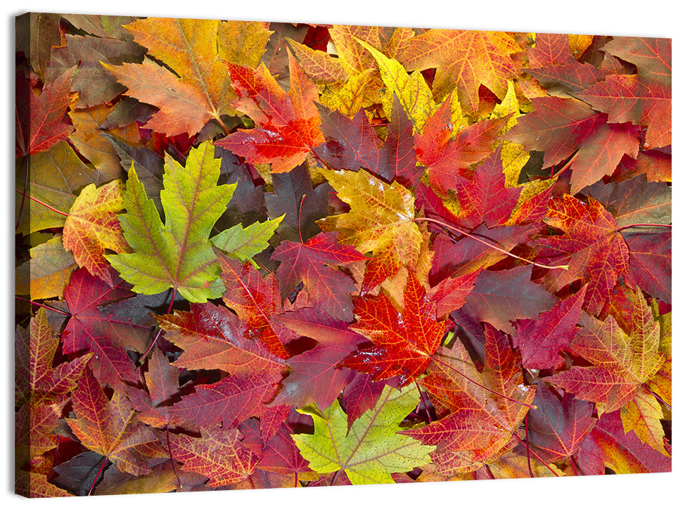 Autumn Maple Leaves Close-up Wall Art, canvas print, landscape