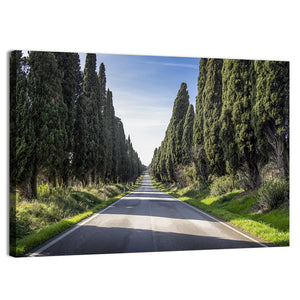 Cypress Trees Avenue Wall Art