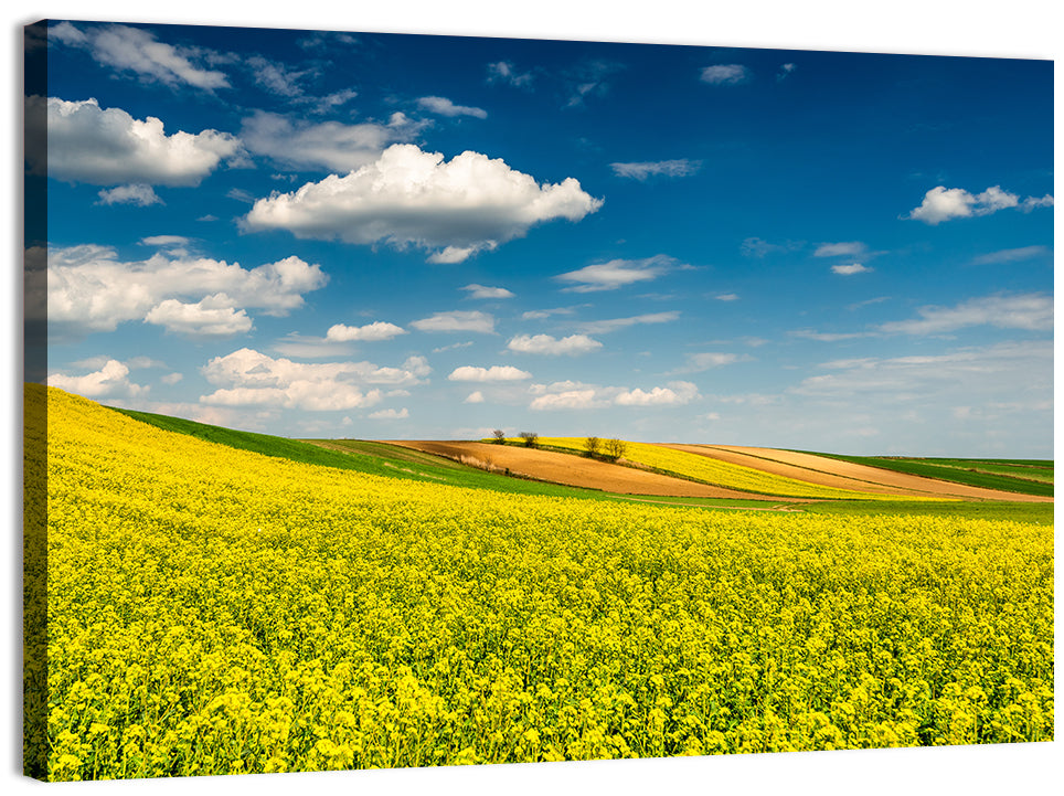 Sunlit Canola Fields Wall Art, canvas print, landscape