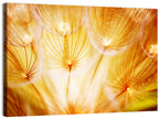 Golden Hour Dandelion Seed Macro Abstract Wall Art