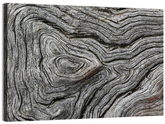 Tree Growth Rings Wall Art