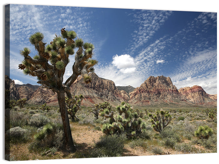 Joshua Tree at Red Rock Canyon Wall Art as a canvas print