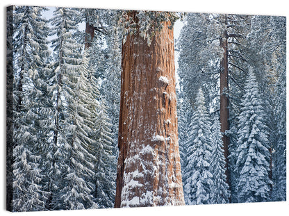 Winter Giant Sequoia in Snowy Forest Wall Art