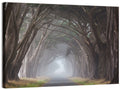 Cypress Tree Tunnel in Fog Wall Art