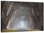 Cypress Tree Tunnel in Fog Wall Art