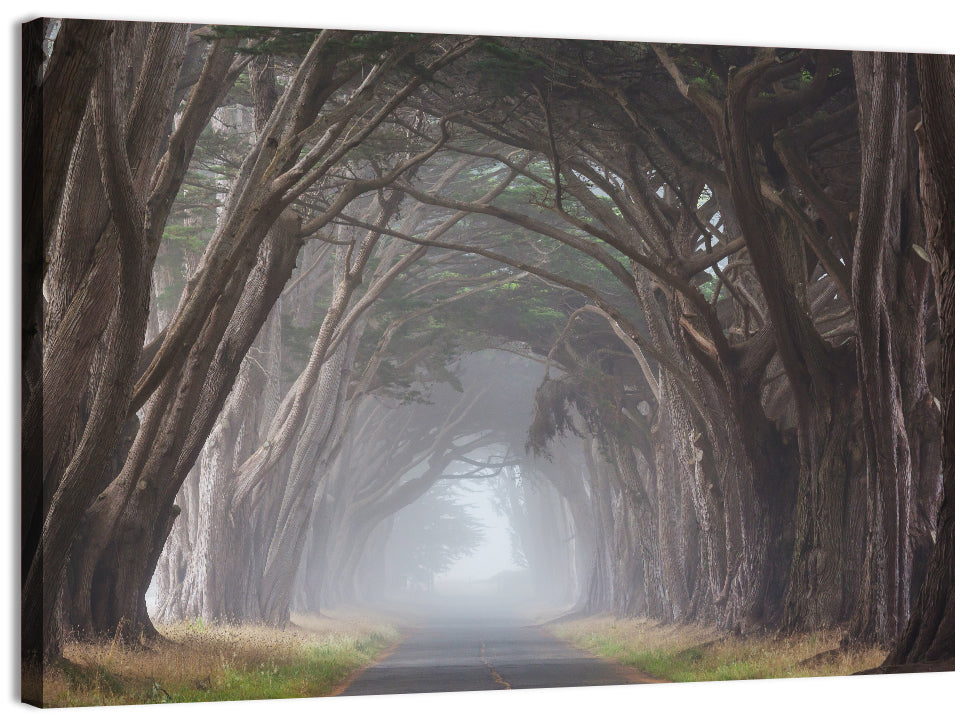 Cypress Tree Tunnel in Fog Wall Art
