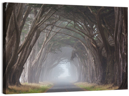 Cypress Tree Tunnel in Fog Wall Art