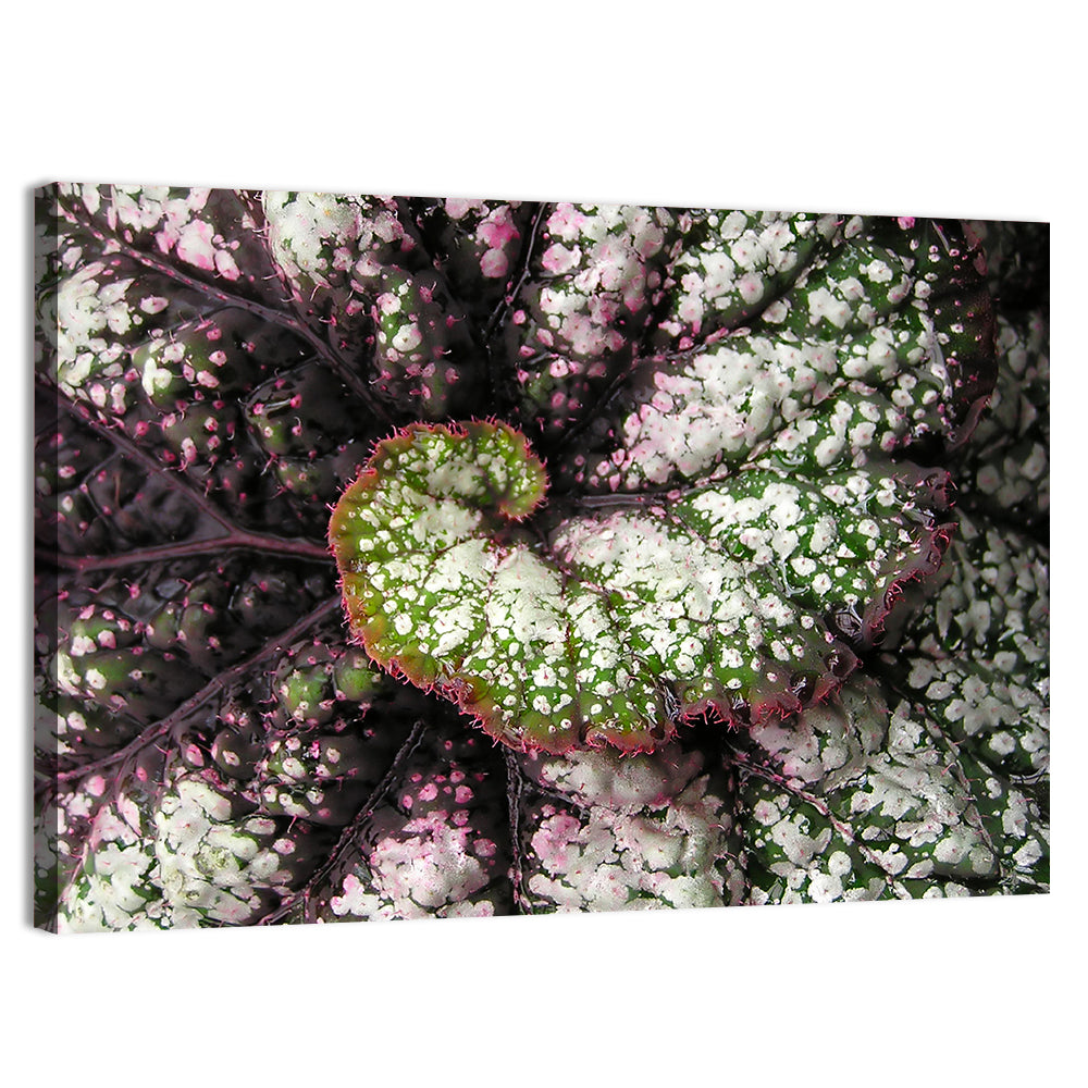 Begonia Leaf Spiral Geometry Wall Art