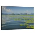 Lake Skadar Water Lilies Wall Art
