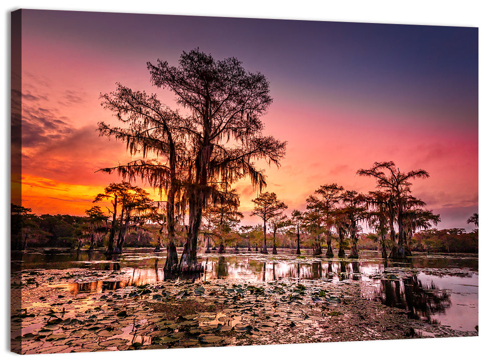 Caddo Lake Cypress Sunset Wall Art