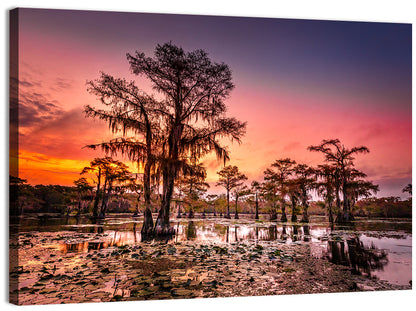 Caddo Lake Cypress Sunset Wall Art
