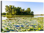 Carter Lake Lily Pads Wall Art