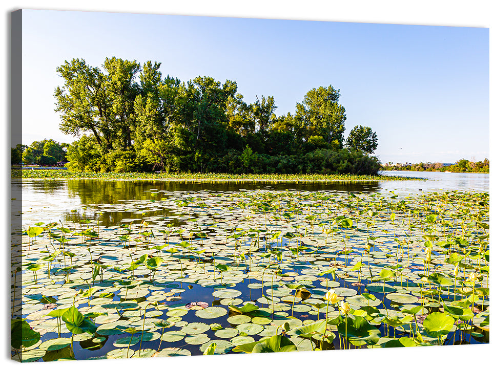 Carter Lake Lily Pads Wall Art