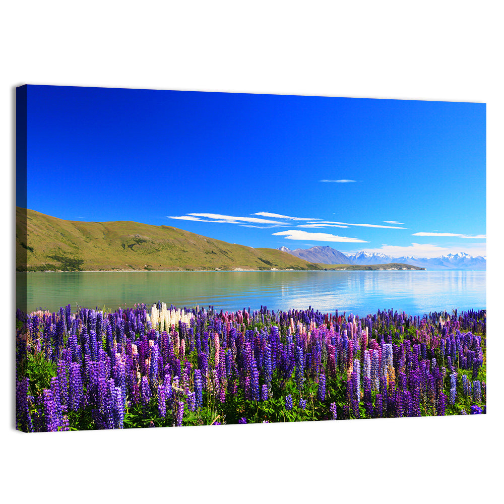 Lake Tekapo Lupine Fields Wall Art