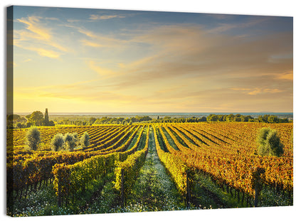 Bolgheri Vineyard Wall Art