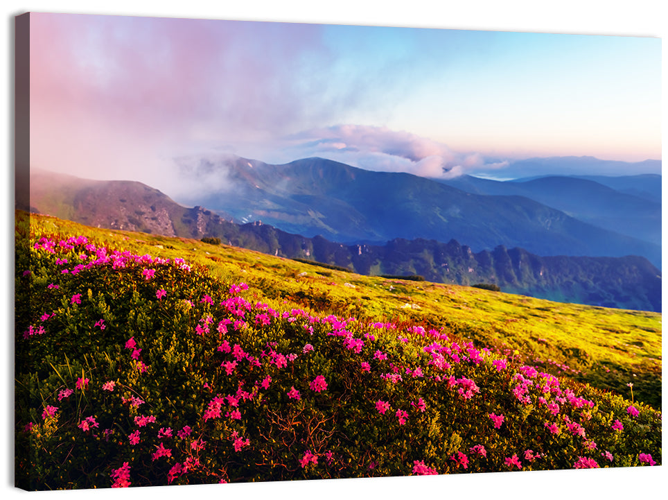 Alpine Rhododendron Meadow at Golden Hour Wall Art, canvas print, landscape
