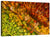 Colorful Autumn Forest Wall Art