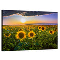 Sunflower Field at Golden Hour Wall Art