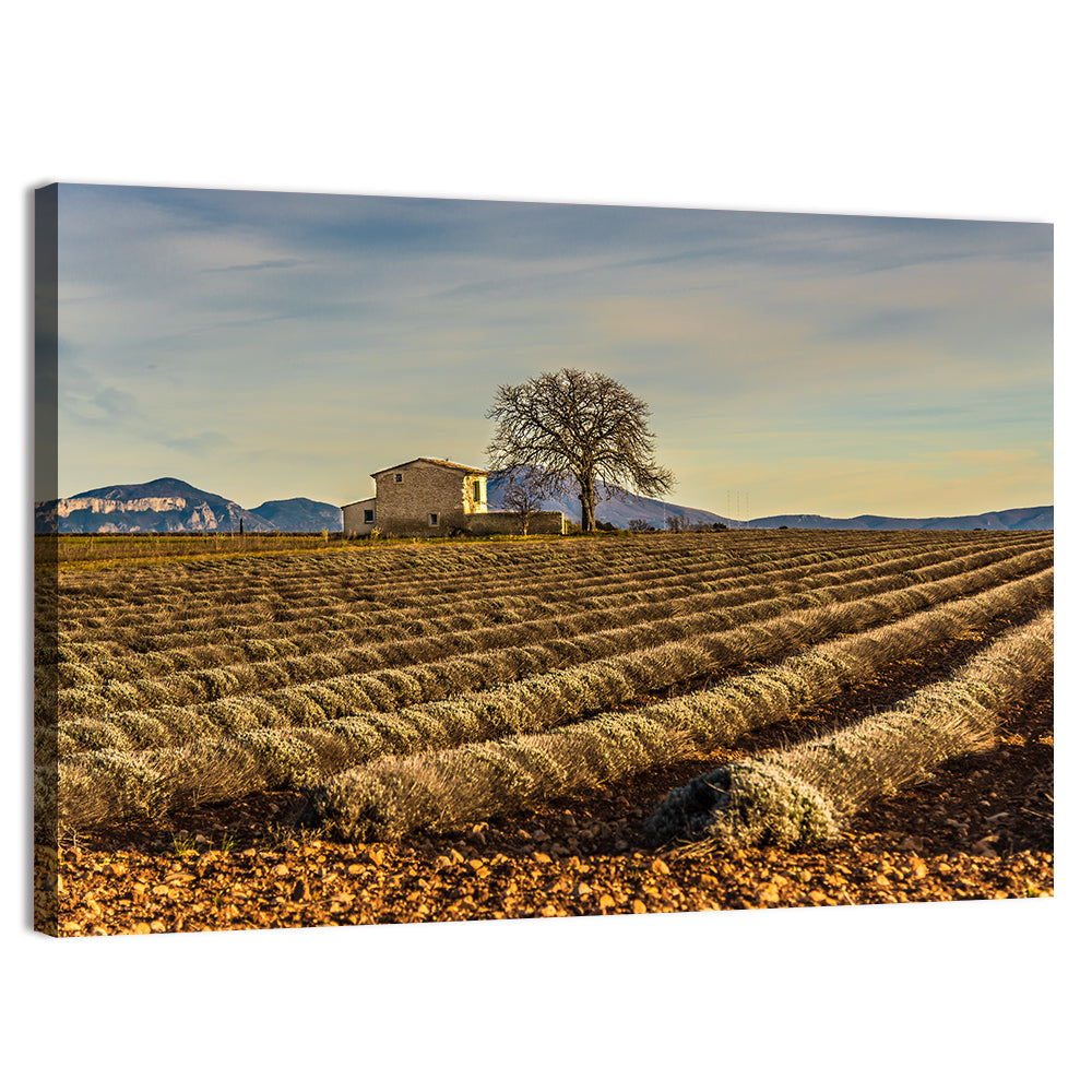 Rustic Provence Lavender Rows at Golden Hour Wall Art, canvas print, landscape
