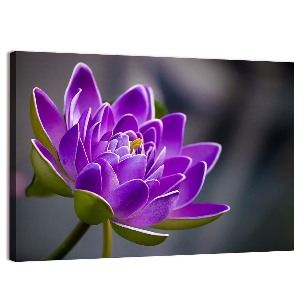 Purple Water Lily Close-up Wall Art, canvas print, landscape