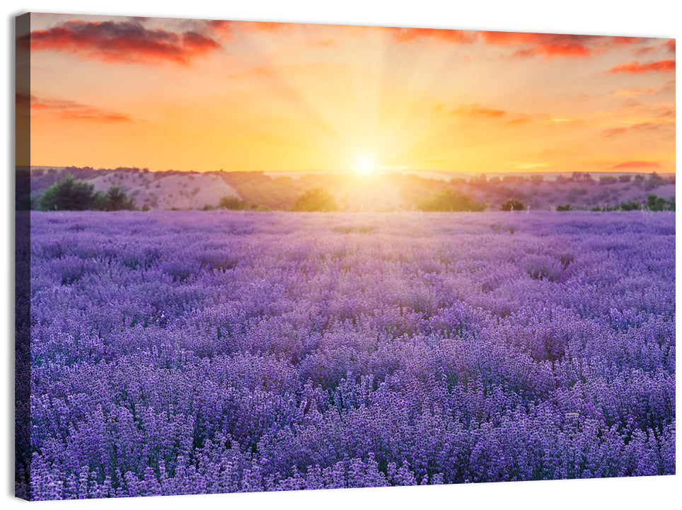 Lavender Field Sunburst Wall Art, canvas print, landscape