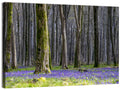 Bluebell Beechwood Grove Wall Art