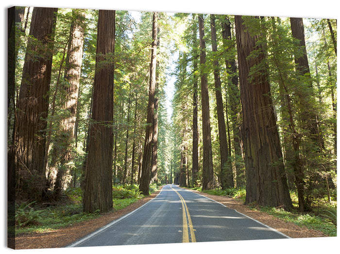Giants Avenue Redwood Forest Road Wall Art as a canvas print