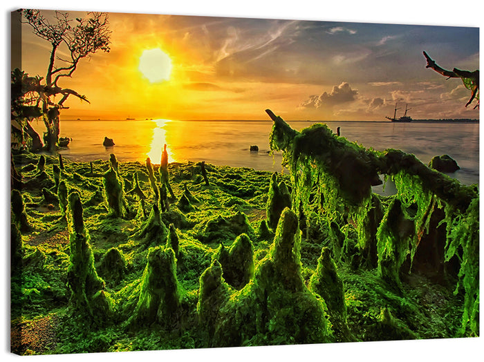 Mangrove Roots at Sunset Wall Art as a canvas print