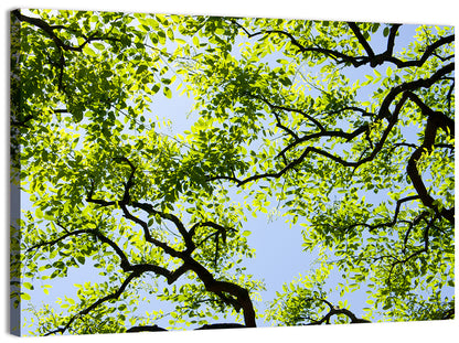 Sunlit Tree Canopy Wall Art
